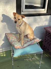 a dog laying on a pillow